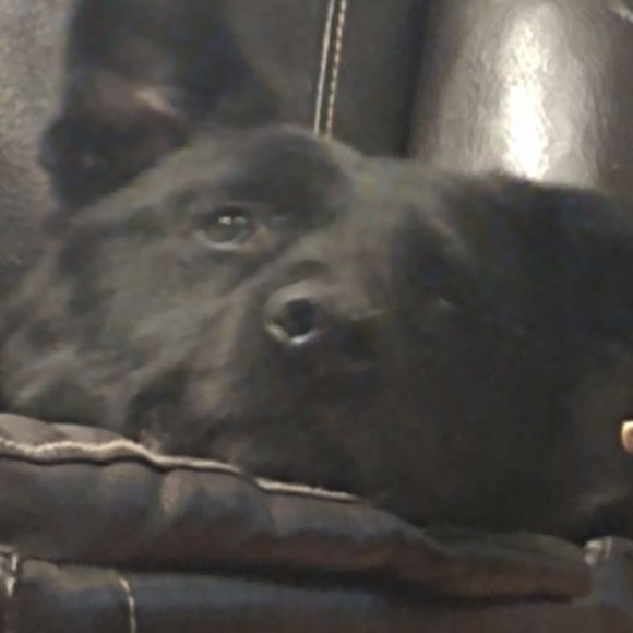 Meet your Posher, Joey - Picture 1 of 1